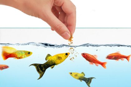 Best Food For Aquarium Fishes
