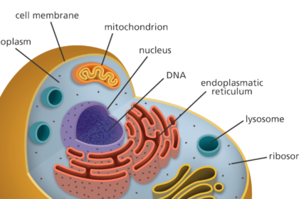 Cell Definition - Organelles