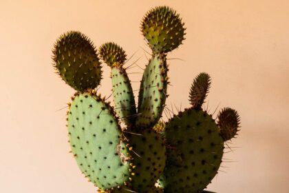 Do Cacti Reproduce by Budding?