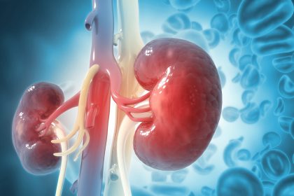 How Do Our Kidneys Work
