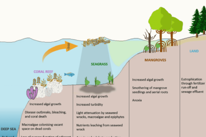 How Eutrophication Affects Aquatic Ecosystems