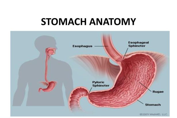 How Nerves in the Stomach Work