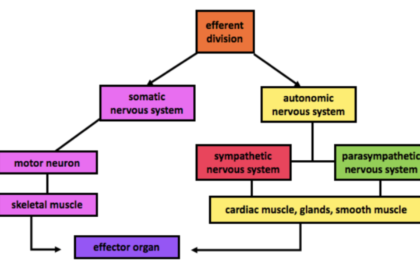 The Autonomic Nervous System