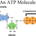 The Basic Properties of ATP