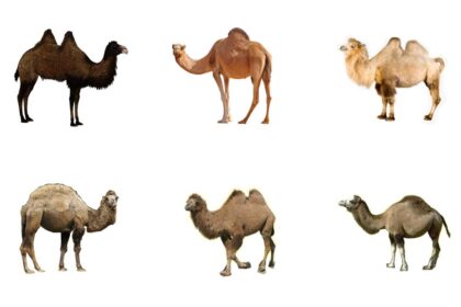 The Different Types of Camel