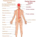 The Structure of the Nervous System