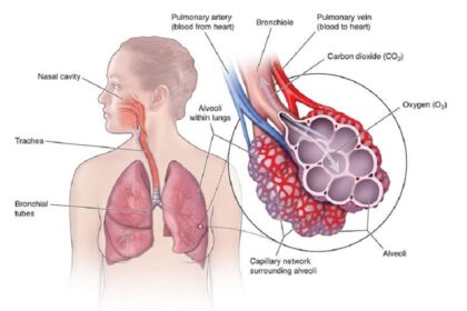 What Are Lungs and How Do They Work?