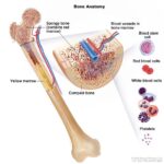 What is Bone Marrow
