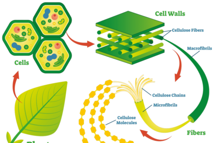 What is Cellulose Used For?
