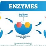 What is Enzyme