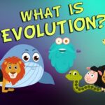 What is Evolution