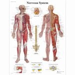 What is Nervous System