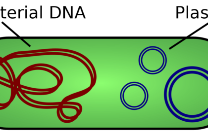 What is a Plasmid?