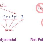 What is a Polynomial
