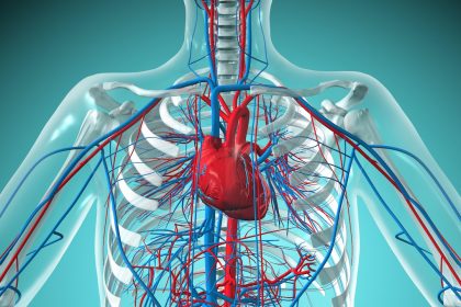 Where is the Heart Located in the Human Body