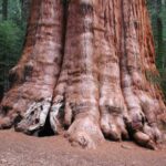 Where is the World Largest Tree