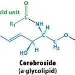 Why Are Glycolipids Known As Cerebrosides