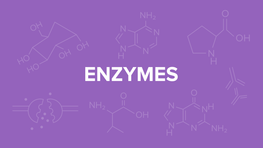 Why Enzymes Are Specific in Nature FAQs