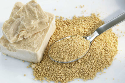 Why Yeast is Placed in Fungi