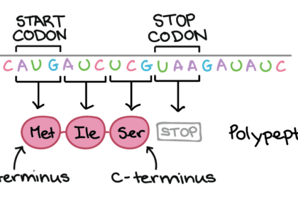 What Are the Stop Codons?