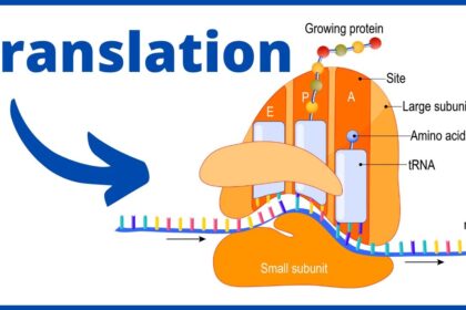 What is Translation?