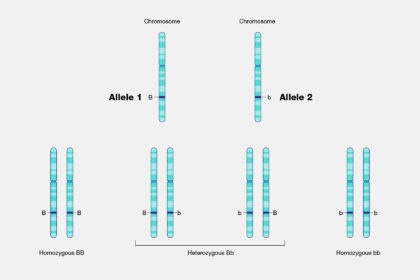 What is an Allele?