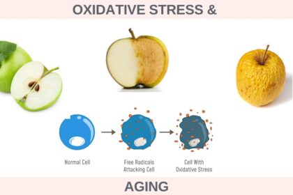 What is Oxidative Stress