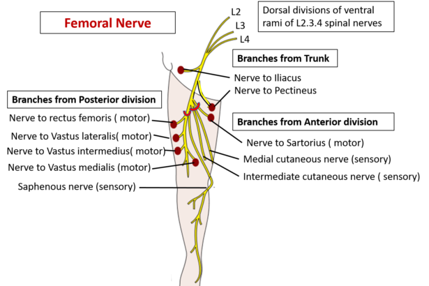What is the Femoral Nerve?